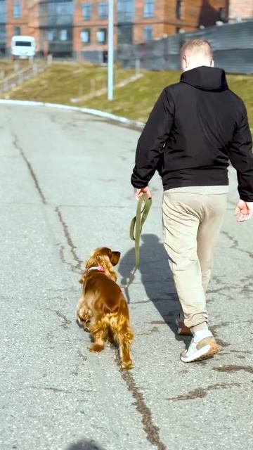 Клип lapa35vologda