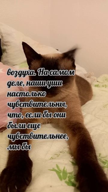 Клеопатра
#факты #история #уход #жизнь # #радость #интересно #рекомендации #популярное #подборка #ко