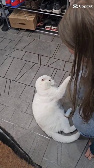 Легендарный кот   Кульмалфи #кот #котики