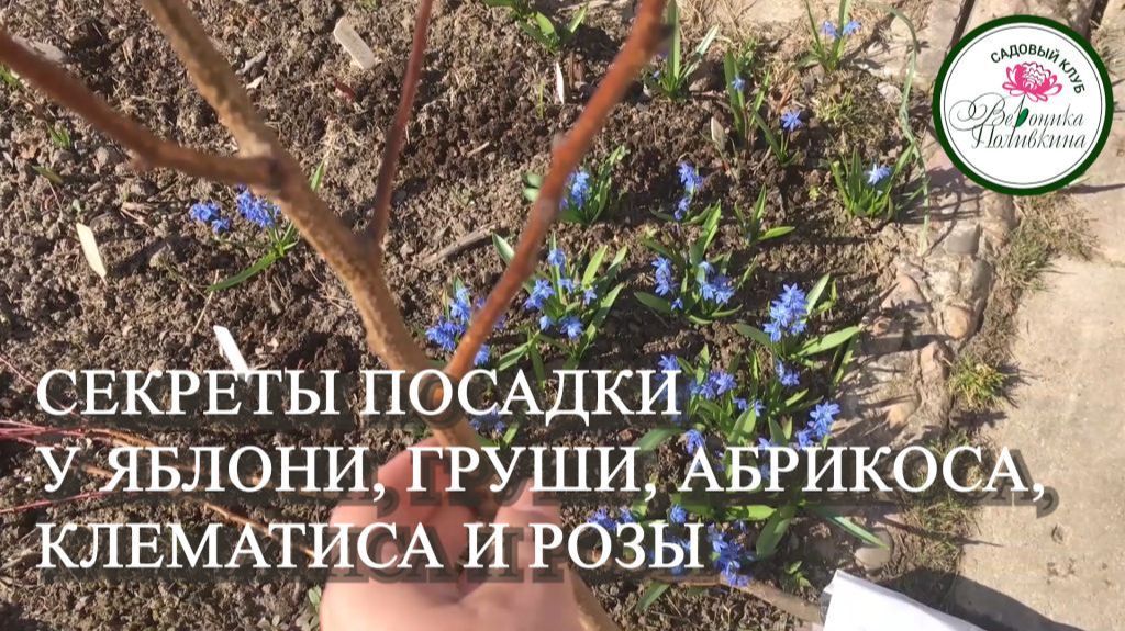 СЕКРЕТЫ ПОСАДКИ РАЗНЫХ РАСТЕНИЙ