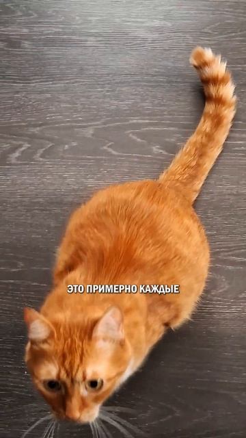 Сколько раз кормить кота? котики