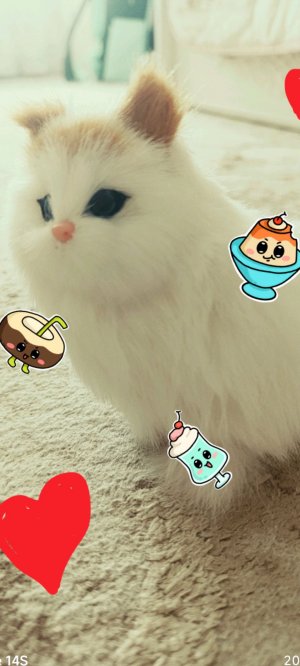 Моя кошечка Мерфи выражает благодарность😁♥️