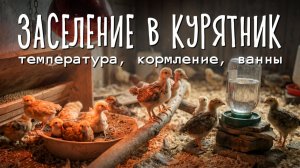 Заселение цыплят в курятник: температура, кормление, зольные ванны 🐥