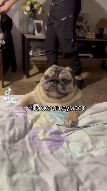 Смешное видео #мопсы #dog