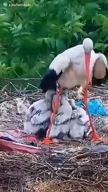 VID_20260416_140246_135.mp4