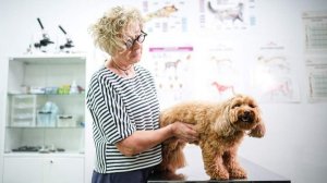 Ветеринар указал на безопасность современных прививок для питомцев