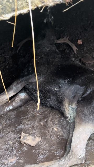 РУКИ ТРЯСУТЬСЯ Я НЕ ВЕРЮ! КАК ОНИ ТУДА УПАЛИ?СМОТРЕТЬ ДО КОНЦА! metaldetecting находки