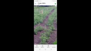 На каком расстоянии лучше сажать томаты на открытом грунте?