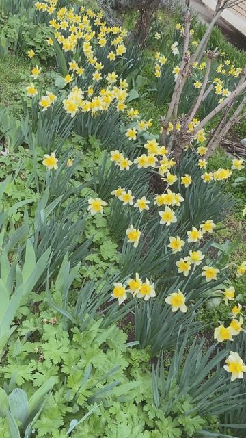 БУДНИ ТВОРЧЕСКОЙ ФЕИ  МАРТ 26