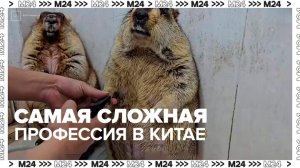 Профессия подстригателя когтей у сурков признана сложнейшей в Китае - Москва 24