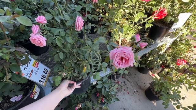 Садовый шопинг в Lowe’s и Home Depot