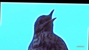 2026/4/14: Певчий дрозд поёт после заката солнца в зареченском лесу за 18-м микрорайоном