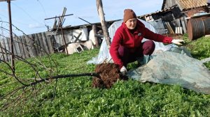Наступила на те же грабли. Пересадили пятилетние яблони.