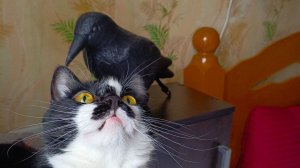 Новые приключения котика Барсика и кошечки Дарси.