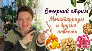 Запись Прямого Эфира. Добрый Вечер Вопросов. Скоро Монстерриум.