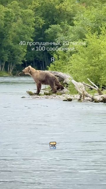 Медведи на Камчатке 🔥