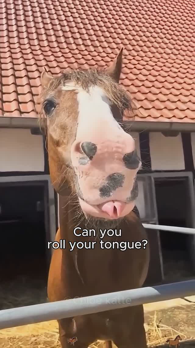 Приколы с лошадьмиЯ ржал как конь Приколы с животными