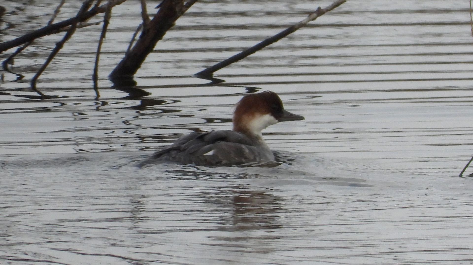 Луток, прилёт птиц в Новгородскую область, 16 апреля 2026