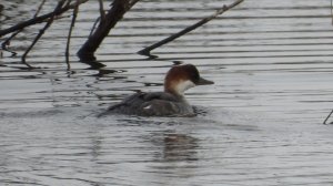 Луток, прилёт птиц в Новгородскую область, 16 апреля 2026