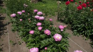 Пион Pink Delight