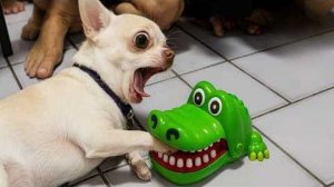 ЧРЕЗВЫЧАЙНО ДРАМАТИЧНЫЕ ЖИВОТНЫЕ, КОТОРЫЕ ЗАСТАВЯТ ВАС УЛЫБНУТЬСЯ