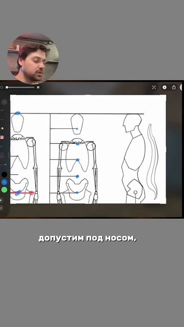 Пропорции фигуры человека