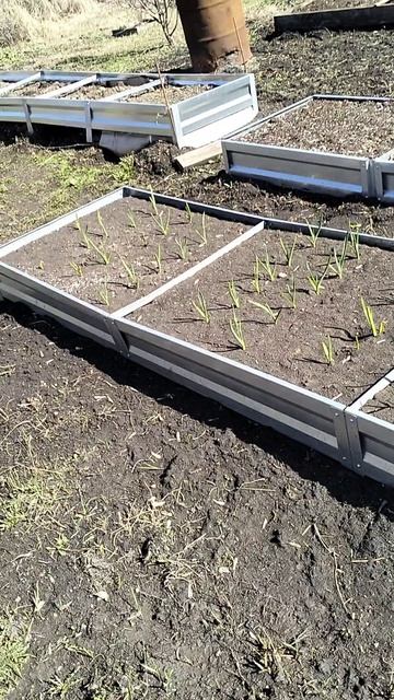 Всходы чеснока