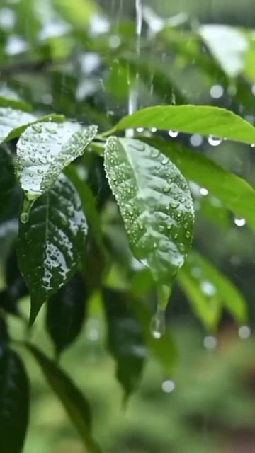 #katyboro #видеооткрытка      #рекомендации #врек #топ #врекомендации