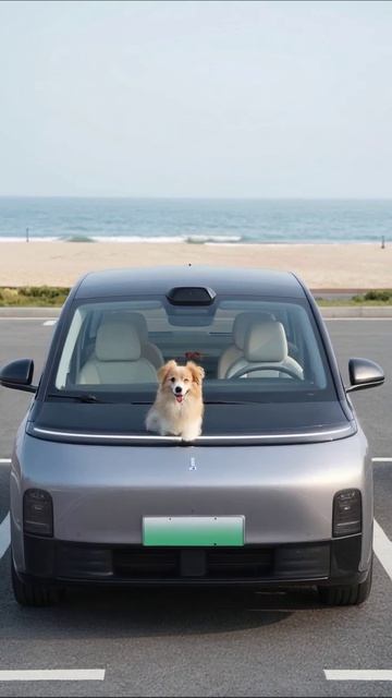 Очаровательная собака на машине у моря собаки машины питомцы