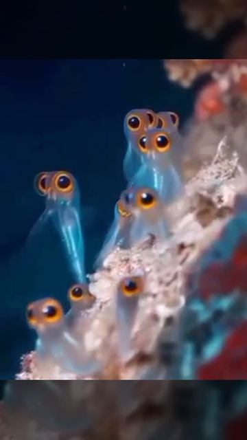 Асцидии, их ещё называют морские мешки.