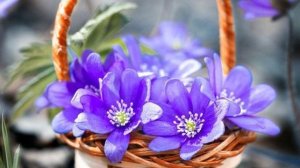 С добрым,весенним утром!