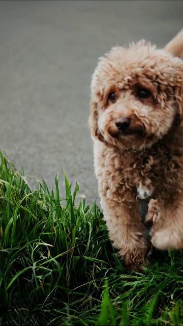 Очаровательная собака позирует на камеру собака питомцы фотография