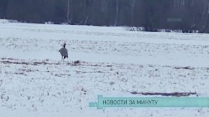 Новости за минуту