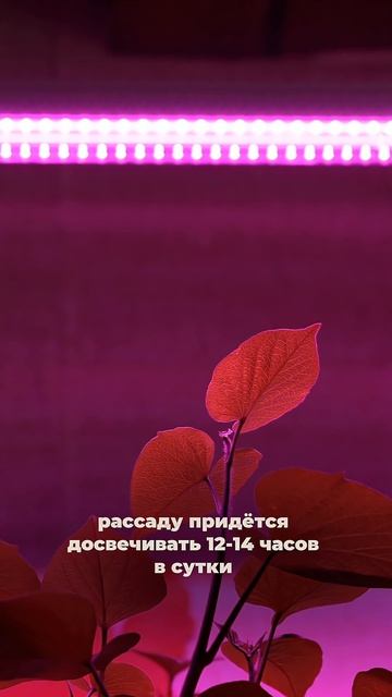 Крепка  рассада без фитоламп — реально? Разбираем главное правило  #SemenaPartnerShorts