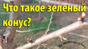 Что такое зеленый конус? Когда можно обрабатывать сад?