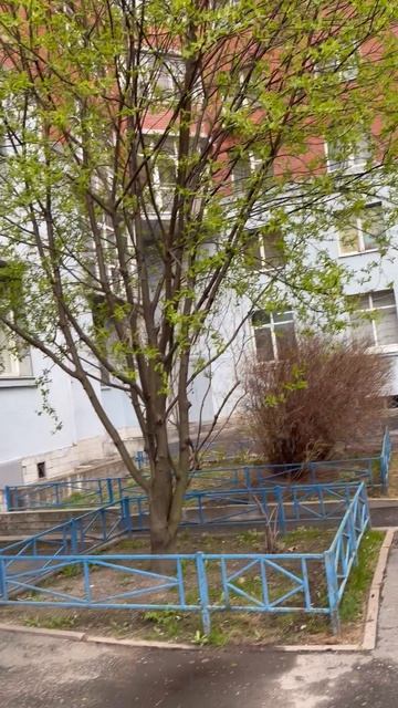 Вот какое уже зелёное дерево.