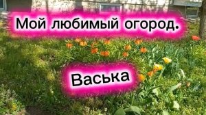 Мой любимый огород. Васька.Выкупаю лекарство.