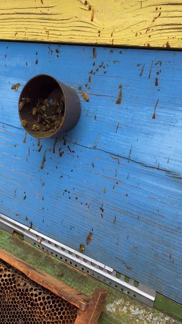 ПЧЕЛЫ НЕСУТ ПЫЛЬЦУ 16  АПРЕЛЯ 2026