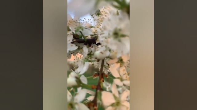 Радости весны