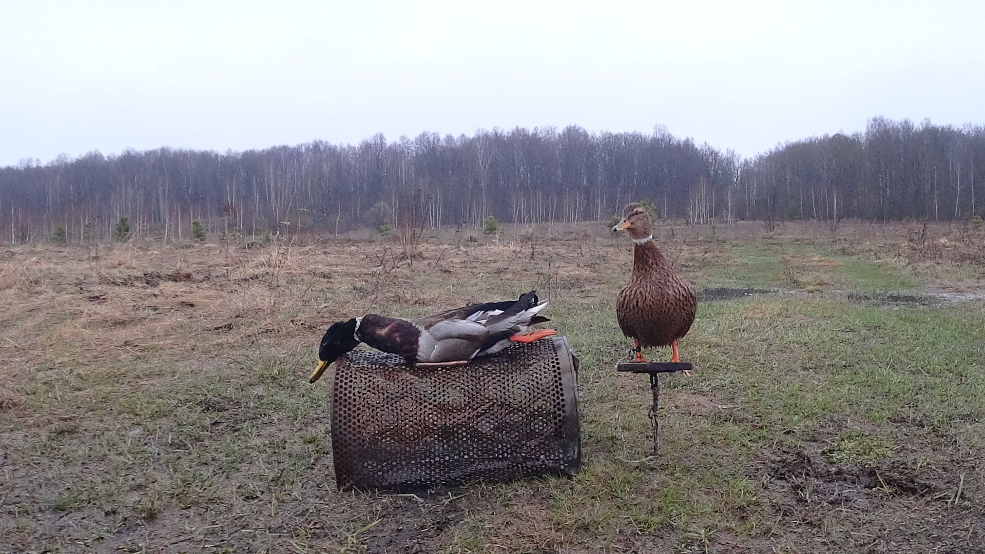 Охота с подсадной 2026