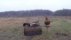 Охота с подсадной 2026