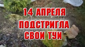 14 апреля. Стригу туи, формирую ниваки