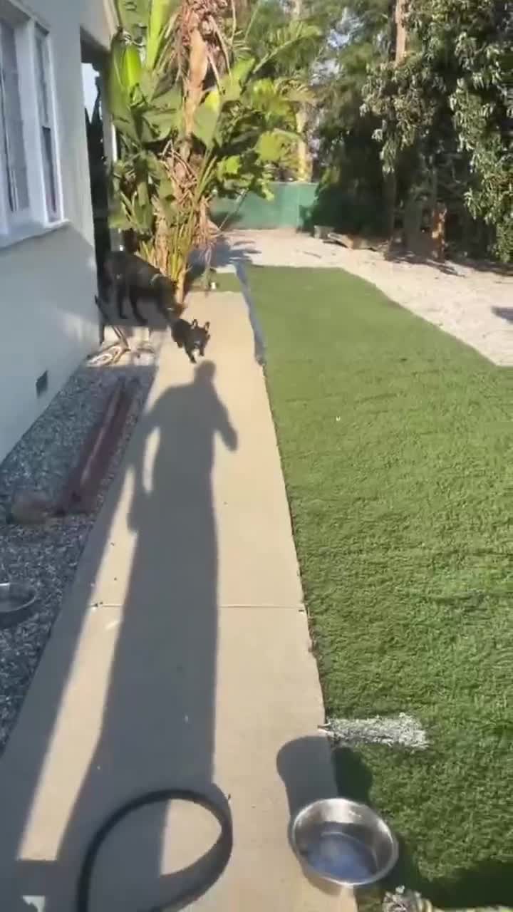 Я друга нового привёл