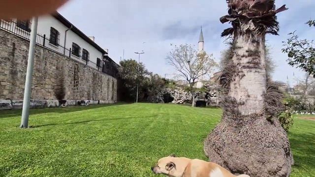 Обитатели скверов и улочек Стамбула 16.04. Мир Универсологии