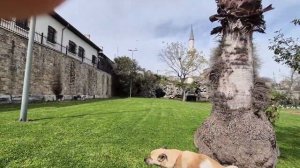 Обитатели скверов и улочек Стамбула, 16.04. Мир Универсологии