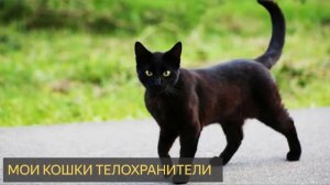 Мои кошки телохранители (Мистическая история, домашние животные, невидимка)