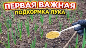 Первая важная подкормка лука!
