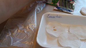 Сею ранние огрурцы