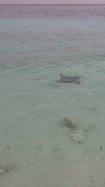 Скат на Мальдивах .mp4