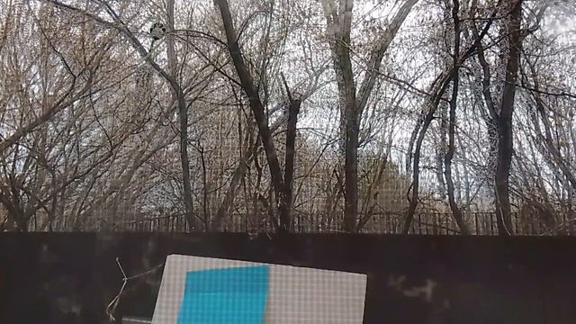 гигантский серенаголовый шагает возле моего дома